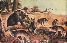 The Uninvited Guest Bear and a Group of Coyote Art Vintage Postcard The Uninvited Guest Bear and a Group of Coyote Art Vintage Postcard