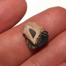 Triceratops Tooth Dinosaur Fossil - from Hell Creek Formation Cretaceous GREAT