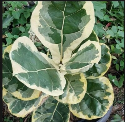 3 pcs ficus tringualaris
