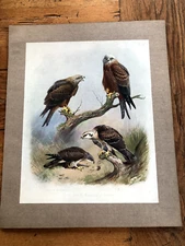1900s large cromolithograph of birds by archibald thorburn . ltd edition. ref 35