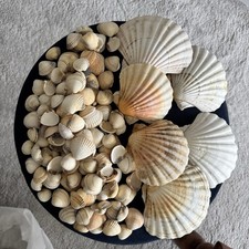 6 large Atlantic Scallop seashells & 100  other shells for crafts & culinary use