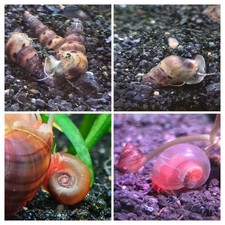 25 Malaysian Trumpet Snails  25 Ramshorn Snails-Aquarium Clean Up Crew