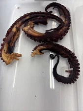 Wild-Caught Octopus Tentacles Hard Dog Treats, Natural USA Made & Sourced 1 oz