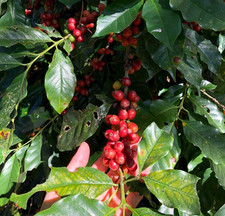 Arusha Coffee 2000 Seedss Coffea sp. Coffee Bean for Planting