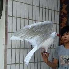 big simulation dove model foam feather wings pigeons bird doll gift 42x60cm
