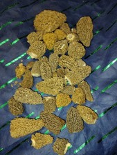 1 Pound Missouri Morrel Mushrooms Dried No Stems! Picked April 2nd 2026
