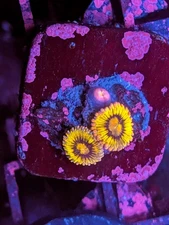 WYSIWYG RARE High End Queen Stratosphere Zoanthid Zoa Live Coral WWC Strat Krak