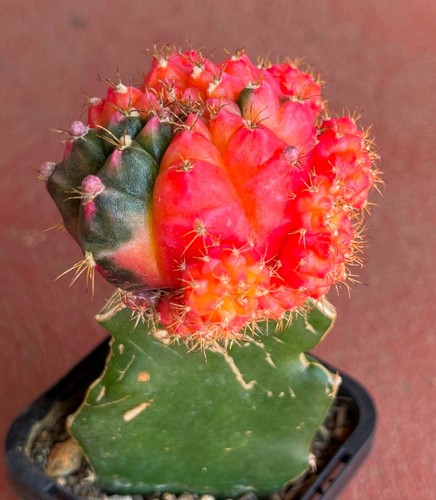 Gymnocalycium Mihanovichii F. Prolifera Variegated Cactus No. 4 - Picture 4 of 6