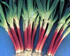 250+ Japanese Red Beard Bunching Onion Seeds -- Bunching -- COLORFUL