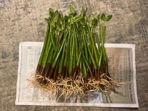 *50 red mangrove*SEEDS*9-11 inches each*salt or fresh*aquarium*+ phytp - 第 1/4 張圖片
