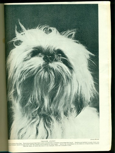 HUTCHINSONS DOG ENCYCLOPAEDIA MAGAZINE PART 31 LHASA APSO PLATE, LAKELAND - Imagen 7 de 7