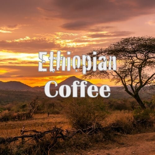 Ethiopian Yirgacheffe Organic Whole Bean Coffee, 16oz Fresh Roasted - 第 2/2 張圖片