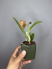 NEW! Unreleased 2027 Cattleya (Slc. Angel Eyes x Pot. Exotic Really — photo 5