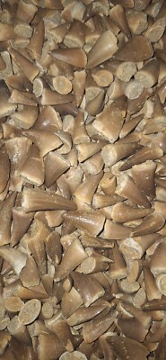 100 pieces mosasaur teeth fossil from various species dinosaur tooth reptile