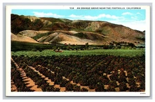 An Orange Grove Near The Foothills, California CA Postcard