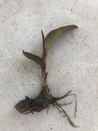 1 Canna Bulbs Edulis Ker Gawl Live Plant Bare Root Ready To Plant - Bild 1 von 4