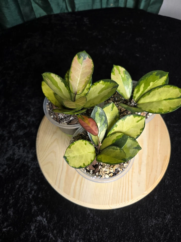 Hoya australis lisa - Image 2 of 4