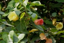 Indian Tulip Tree Seeds – 10 Pack – Thespesia Populnea – Tropical Flowering Tree