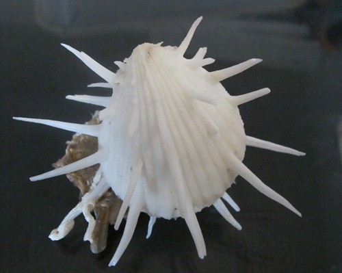 Spondylus Imperialis 98 mm F++/+++ collectible specie w/ natural attacment WOW - Picture 3 of 4