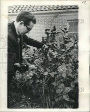 1968 Press Photo Vincent J. Ciolino inspects Camellias. This is Kramer's Supreme