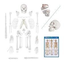 breesky Disarticulated Human Skeleton Model for Anatomy Life Sized Anatomical...
