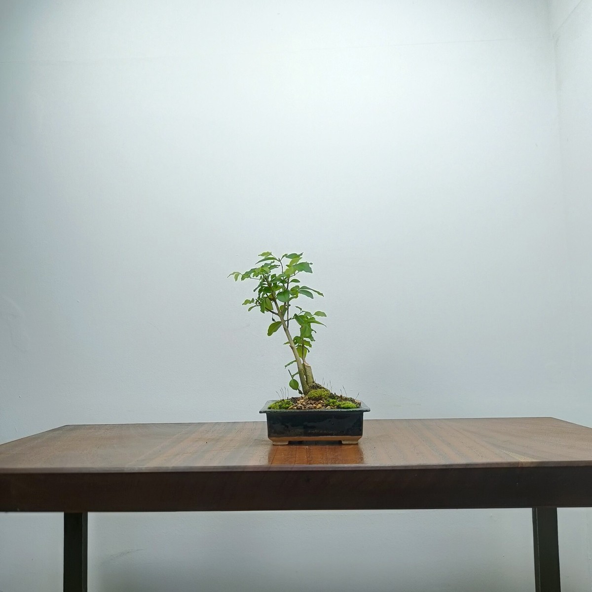 Bonsai -Ligustrum (Chinese privit) in a 11cm Dark Blue Ceramic pot ZT1054 |  eBay UK