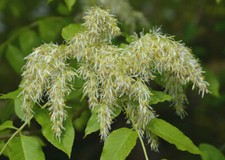 FRAXINUS BUNGEANA, Bunge Ash, rare flowering shrub, hardy, 20-30cm tall