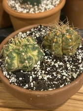 Gymnocalycium horstii Varigated X 2 Plants Selling Together