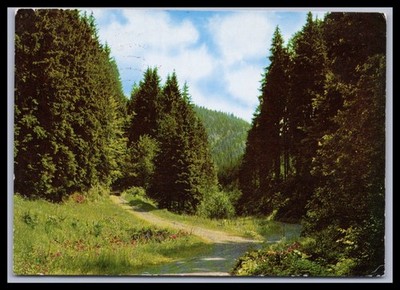 Postcard Silent Forest Path in Franconian Forest