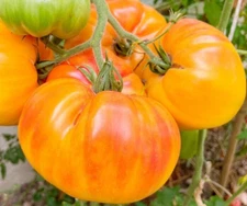 PINEAPPLE TOMATO SEEDS 100+ beefsteak INDETERMINATE vegetable GARDEN Free Ship  