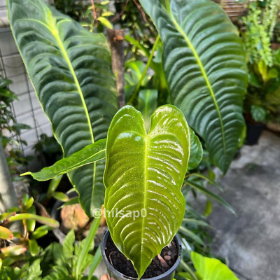 Anthurium Veitchii | Free Phytosanitary Certificate