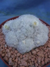 Mammillaria plumosa Cactus FLOWERING SIZE! 4"-5" Clump! 10-12 Heads! NO Spines!