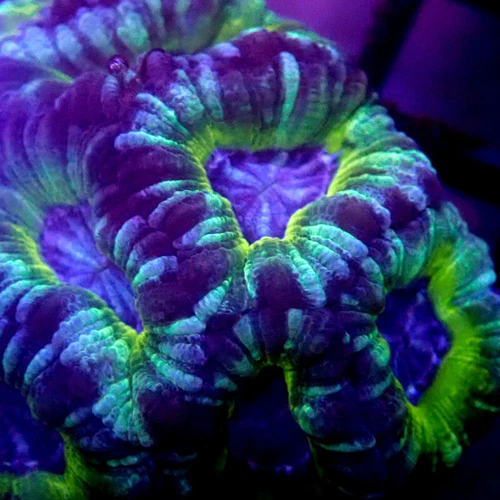 BLUE & Green ASIAN Acan RARE WYSIWYG - LEGIT CORAL - L707