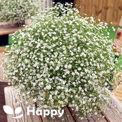 BABY'S BREATH WHITE - COVENT GARDEN MARKET - 1000 SEEDS