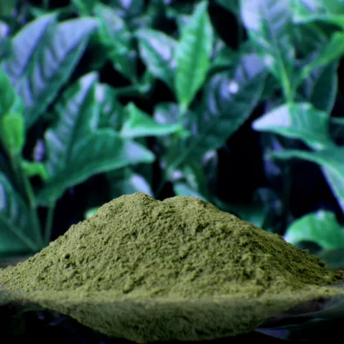 Matcha Organic 100% PURE powder Natural Green Tea NO FILLERS FREE FAST POST