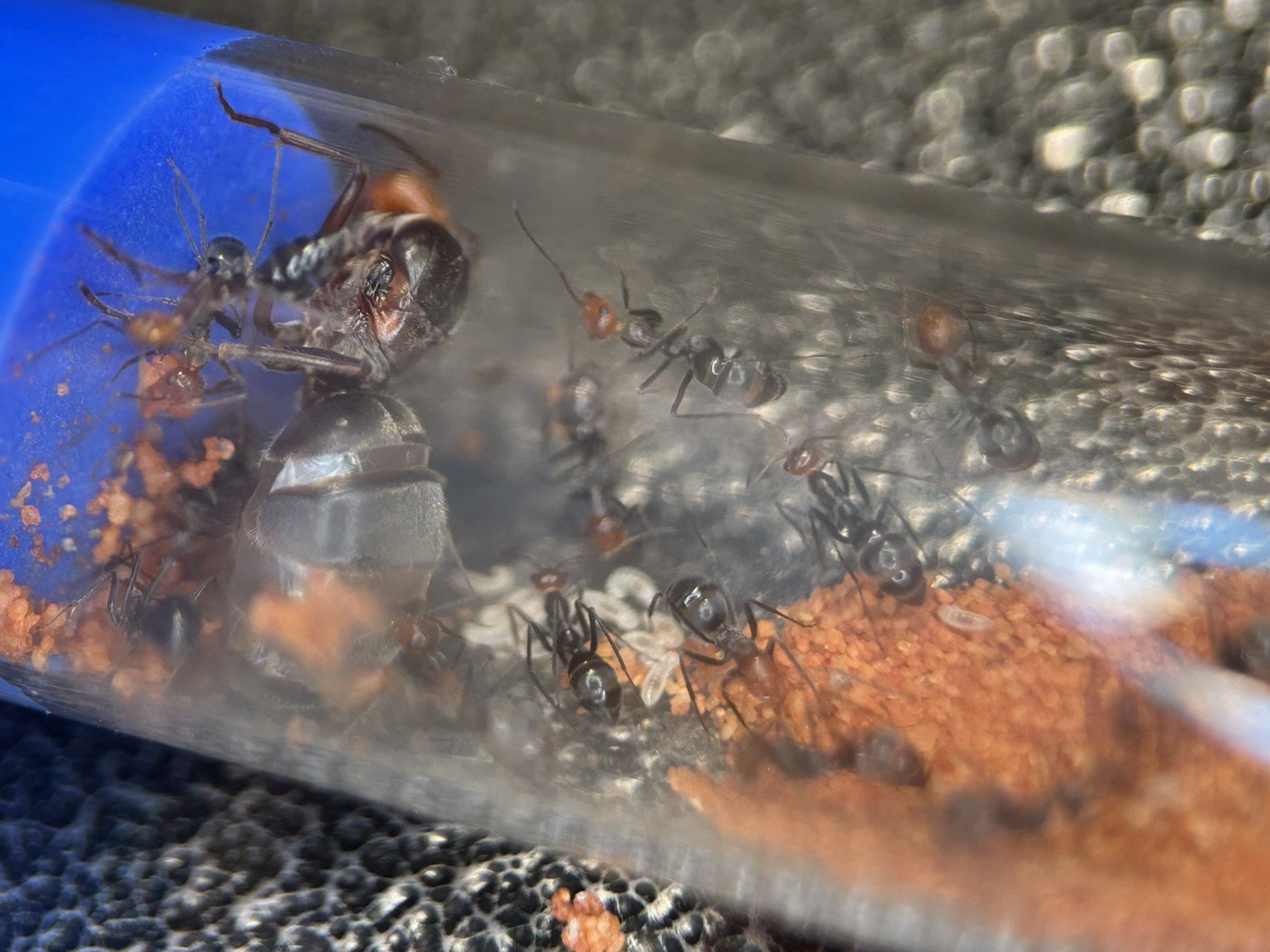 Cherry Headed Honeypot Ant Colony With 5-15w (Myrmecocystus Placodops) FEEDER