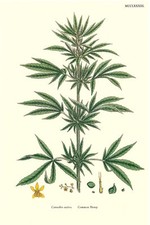 Postal botánica: impresión repro vintage - Cannabis sativa / marihuana / planta de malezas