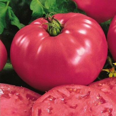 TOMATO 25 SEEDS RASPBERRY GIANT NO GMO HEIRLOOM BEEFSTEAK LARGE PINK ...