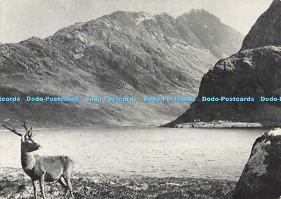 D150445 Rothirsch. R. Balharry. North West Wild Life