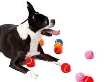Mini 1.5" Dog Tennis Balls with Squeaker Set of 12 Solid Colors