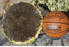 100 Organic Mongolian Giant Sunflower Seeds for Planting; Non-GMO PanAsiaHeirloo