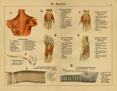 Antiker Druck-Anatomie-Menschlicher Muskelstruktur-Platte V-Die Muskeln-Schubert-1878