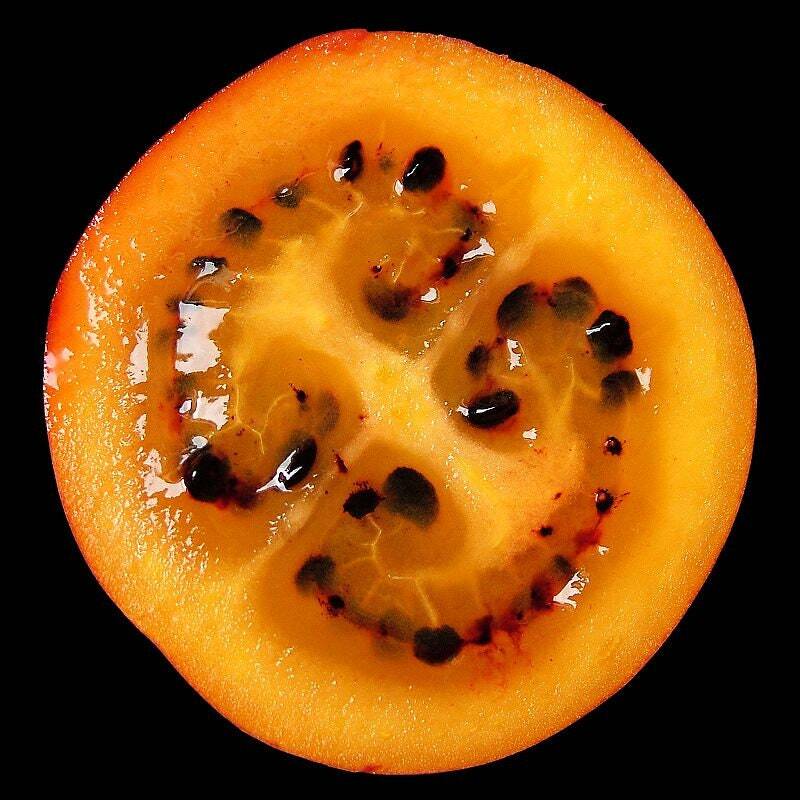 Graines de Tamarillo Solanum Betaceum Tomate en Arbre Prune du Japon Semences