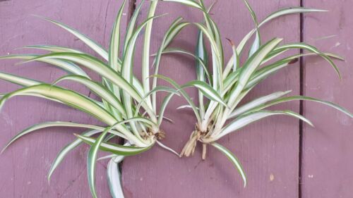 Spider Small Baby Plants x4 Easy Grow Hardy Indoor Outdoor (Chlorophytum Comos) - Picture 3 of 15