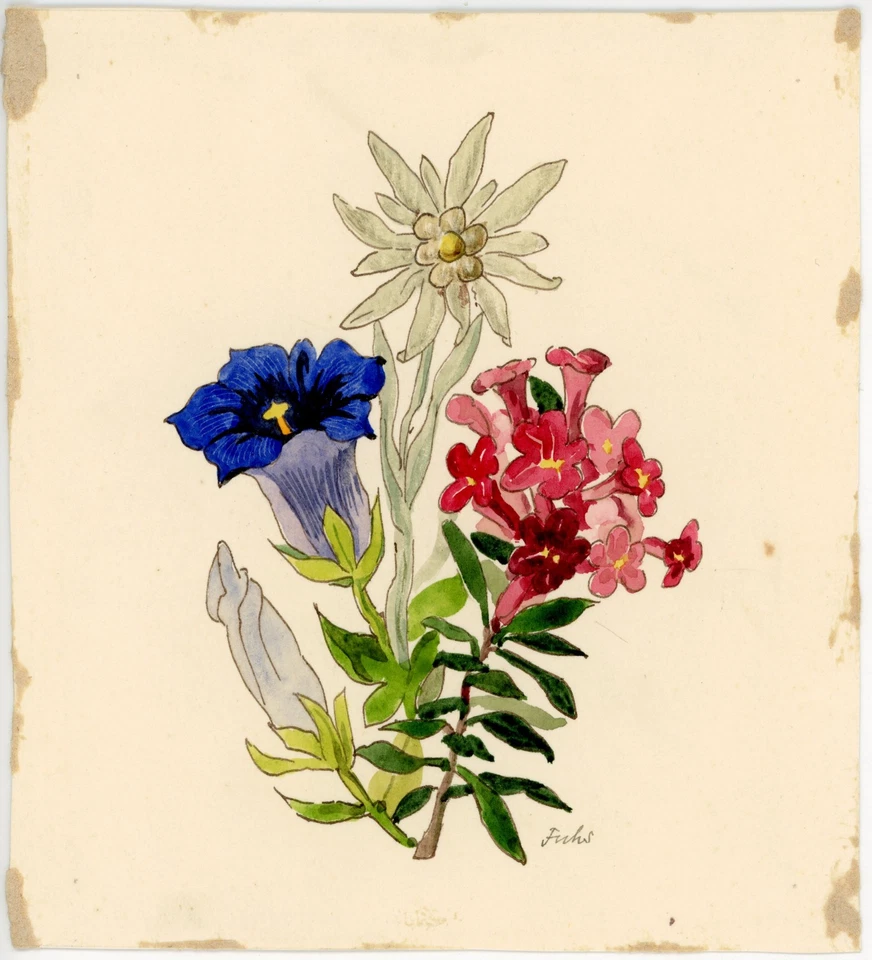 Edelweiss Blauer Enzian Blume Pflanzestudie Fuchs signiert Aquarell Anfang 20 Jh - Bild 2 von 2