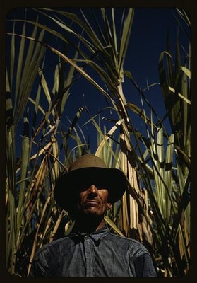 Rio Piedras Puerto Rico 1942 Sugar Cooperative Borrower in Cane Field