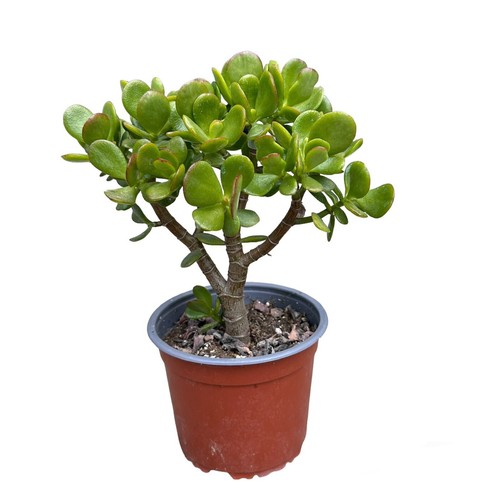Crassula ovata – Big Jade Plant, 13”Tall, 6in pot,live/real Succulents/Tree