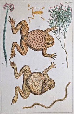Albertus Seba 1734 - Aga Toad, Tree Frog, Centipede - Rare Original