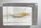 Foto 2 di 6