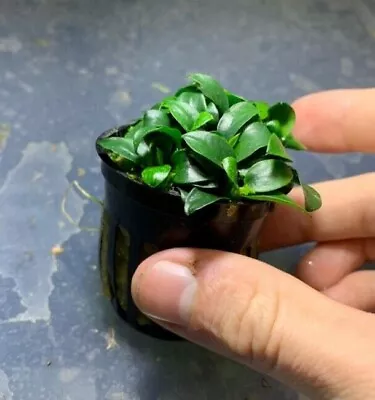 5 Anubias Nana Petite Pots Fish Tank Plants Easy Live Aquarium Plants ✅